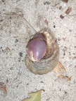 crab.JPG (87 KB)